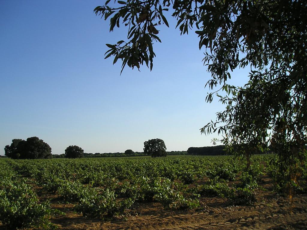 Casa Rural La Navarra Villarrobledo Buitenkant foto